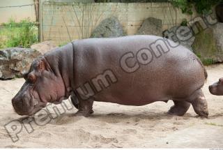 Hippo 0078